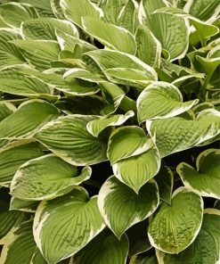 Botanic Hosta Paint By Numbers