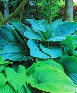 Hosta Grains Plant Paint By Numbers