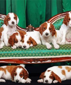 English Setter Puppies Paint By Numbers