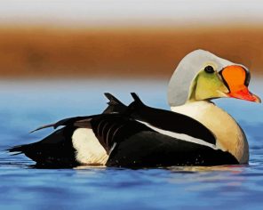 Eider Duck Paint By Numbers