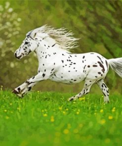 White Appaloosa Paint By Numbers