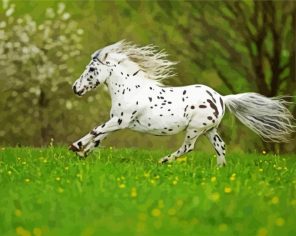 White Appaloosa Paint By Numbers