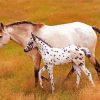 Appaloosa Mother Paint By Numbers