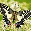 Artistic Swallowtail Paint By Numbers