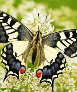 Artistic Swallowtail Paint By Numbers