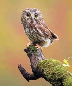 Cute Little Owl Paint By Numbers
