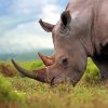 Big Rhino Paint By Numbers