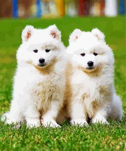 White Puppies Paint By Numbers