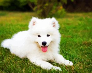 White Samoyed Puppy Paint By Numbers