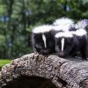Skunks Animals Paint By Numbers