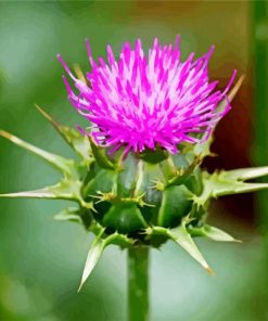 Thistle Art Paint By Numbers