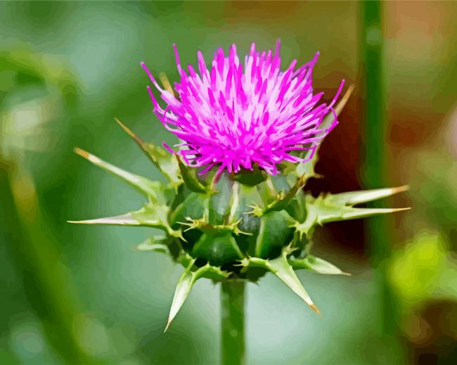 Thistle Art Paint By Numbers