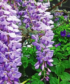 Purple Wisteria Paint By Numbers