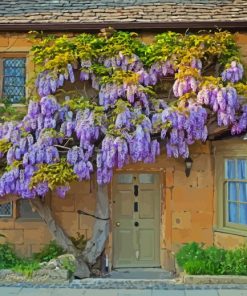 Wisteria Plant Paint By Numbers