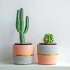 Cactus Plant Paint By Numbers