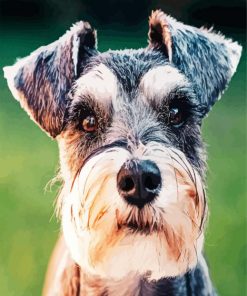 Schnauzer Face Paint By Numbers