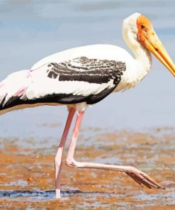 White Stork Bird Paint By Numbers