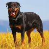 Black Rottweiler Paint By Numbers