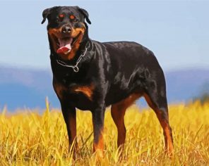 Black Rottweiler Paint By Numbers