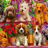 Stylish Puppies Paint By Numbers