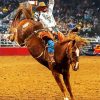 Bucking Horse Paint By Numbers