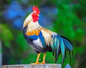 Aesthetic Rooster Paint By Numbers