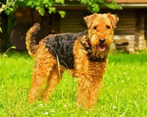 Cute Terrier Dog Paint By Numbers