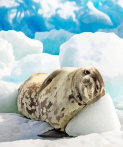 Snow Seal Paint By Numbers