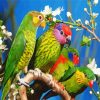 Colorful Birds Paint By Numbers