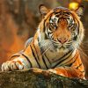 Animal Tiger Paint By Numbers
