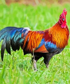 Brown Rooster Paint By Numbers