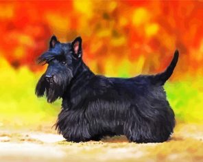 Scottish Puppy Paint By Numbers