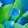 Grain Hosta Plant Paint By Numbers