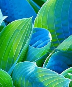 Grain Hosta Plant Paint By Numbers