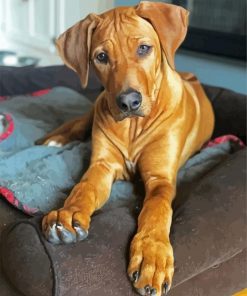 Ridgeback Dog Paint By Numbers