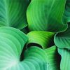 Angel Hosta Plant Paint By Numbers