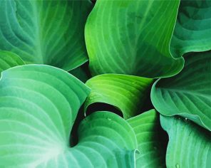 Angel Hosta Plant Paint By Numbers