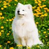 Cute Samoyed Puppy Paint By Numbers