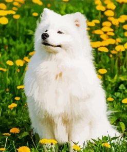 Cute Samoyed Puppy Paint By Numbers