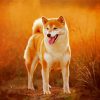 Shiba Inu Puppy Paint By Numbers