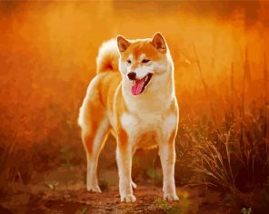 Shiba Inu Puppy Paint By Numbers