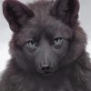 Black Wolf Paint By Numbers
