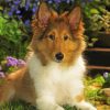 Cute Sheepdog Paint By Numbers
