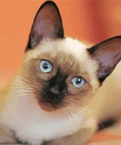 Cute Siamese Paint By Numbers