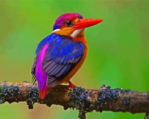 Colorful Kingfisher Paint By Numbers