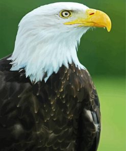 Royal Eagle Paint By Numbers