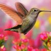 Cute Hummingbird Paint By Numbers
