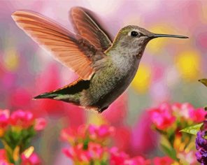 Cute Hummingbird Paint By Numbers