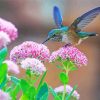 Lovely Hummingbird Paint By Numbers