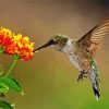Hummingbird Paint By Numbers